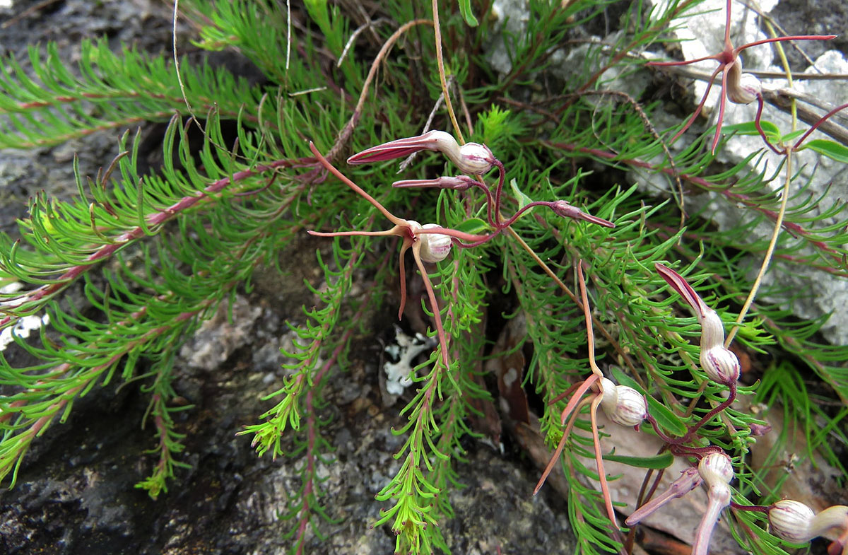 Ceropegia schliebenii Ceropegia schliebenii