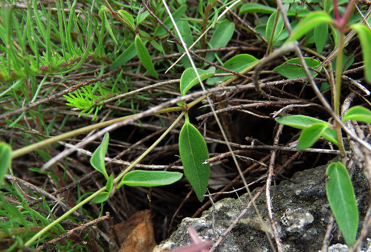 Ceropegia schliebenii Ceropegia schliebenii