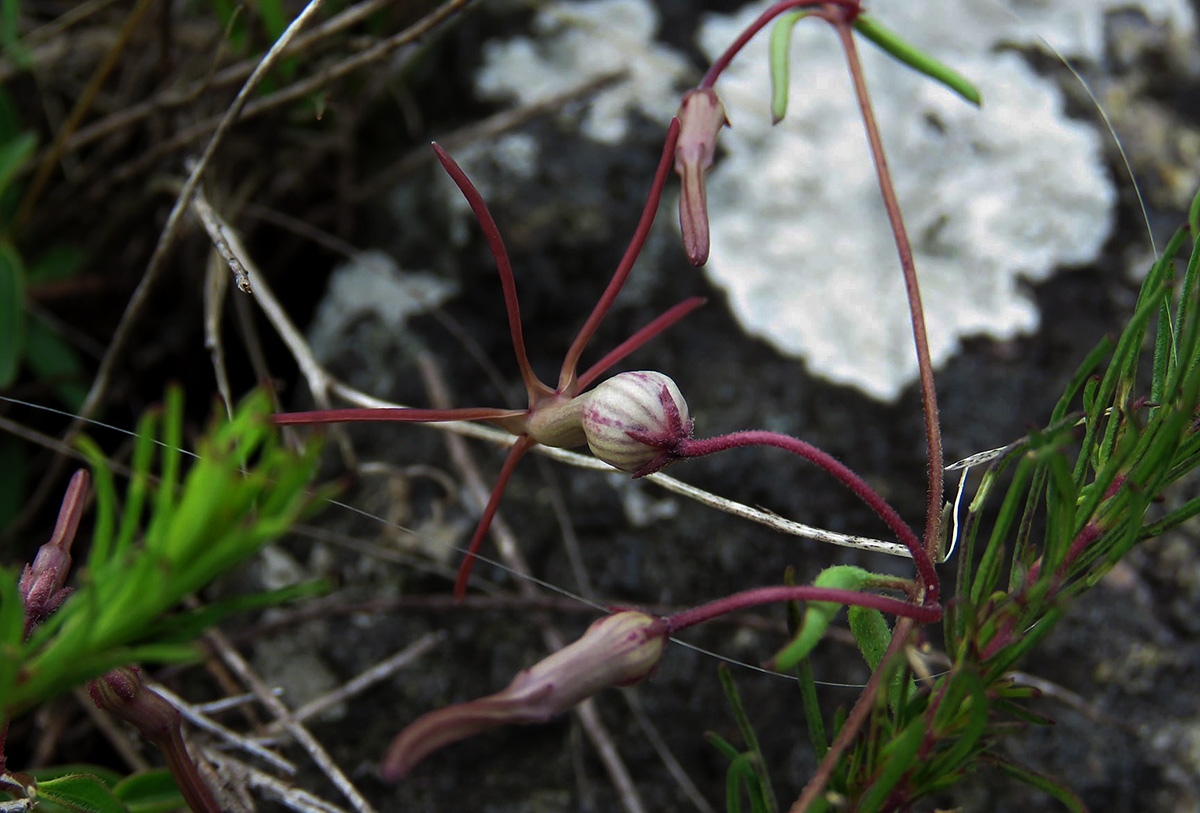 Ceropegia schliebenii Ceropegia schliebenii