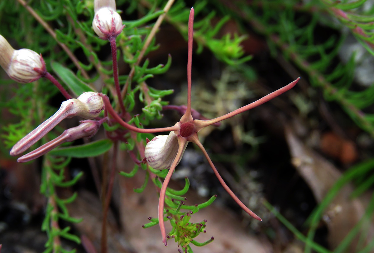 Ceropegia schliebenii Ceropegia schliebenii