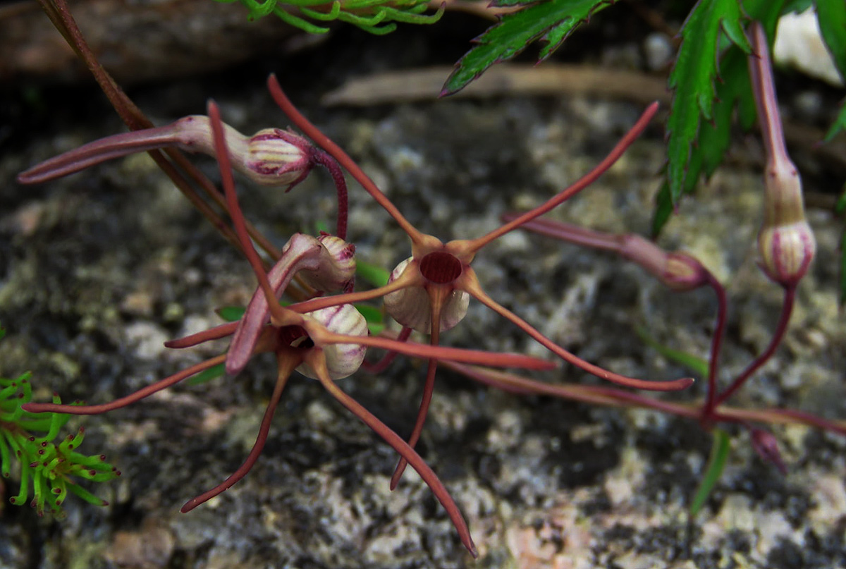 Ceropegia schliebenii Ceropegia schliebenii