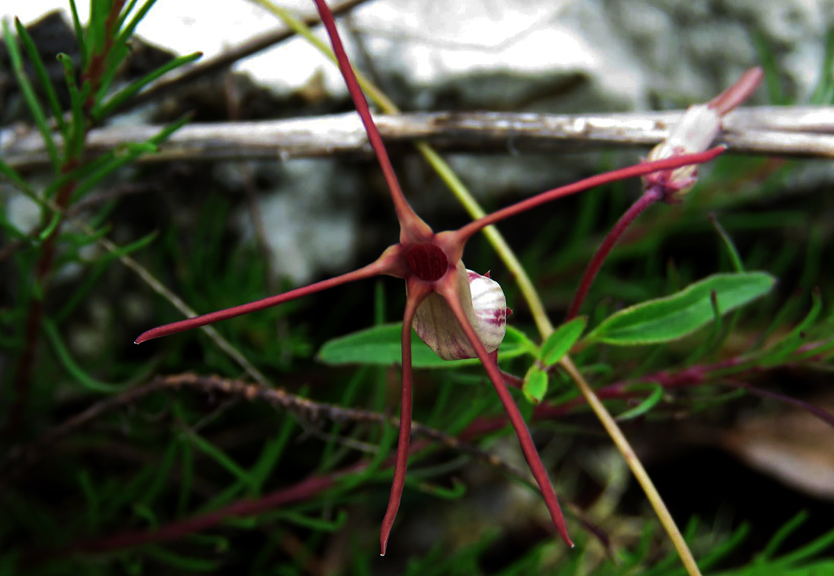 Ceropegia schliebenii Ceropegia schliebenii