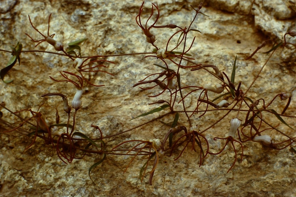 Ceropegia schliebenii Ceropegia schliebenii