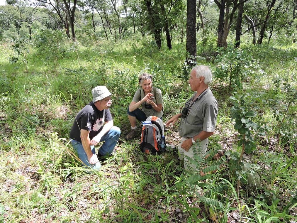 Benny, Sue and Dave in Mkushi farm block wooded area. Habitat: Miombo woodland. Location: Moffat Farm, Mkushi Farm Block, Mkushi District, Central Province. Benny, Sue and Dave in Mkushi farm block wooded area. Habitat: Miombo woodland. Location: Moffat Farm, Mkushi Farm Block, Mkushi District, Central Province.